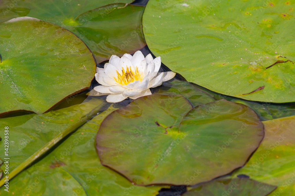 White water lily on a pond. Flower White water lily on a pond. Flower