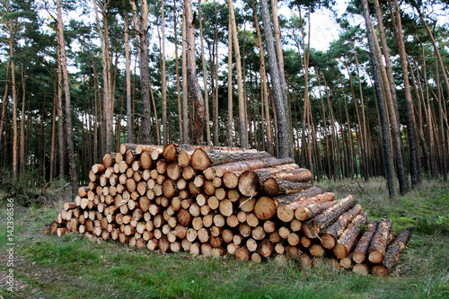 Gestapeltes Holz im Wald photo