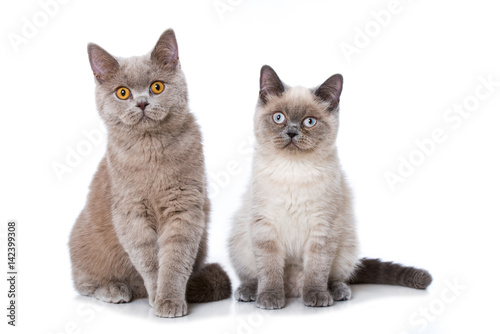 Fototapeta Naklejka Na Ścianę i Meble -  Zwei Britisch Kurzhaar Katzen