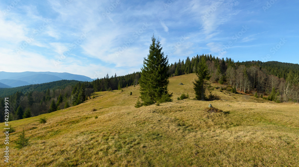 Beautiful green glade with big fir-tree in the centre. Conifer forest on the background. Beautiful green glade with big fir-tree in the centre. Conifer forest on the background.