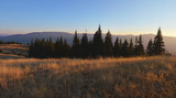 Field of dry wild grass and silhouettes of fir-trees at sunset. Beautiful evening in the mountains.