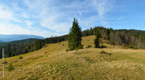 Beautiful green glade with big fir-tree in the centre. Conifer forest on the background.