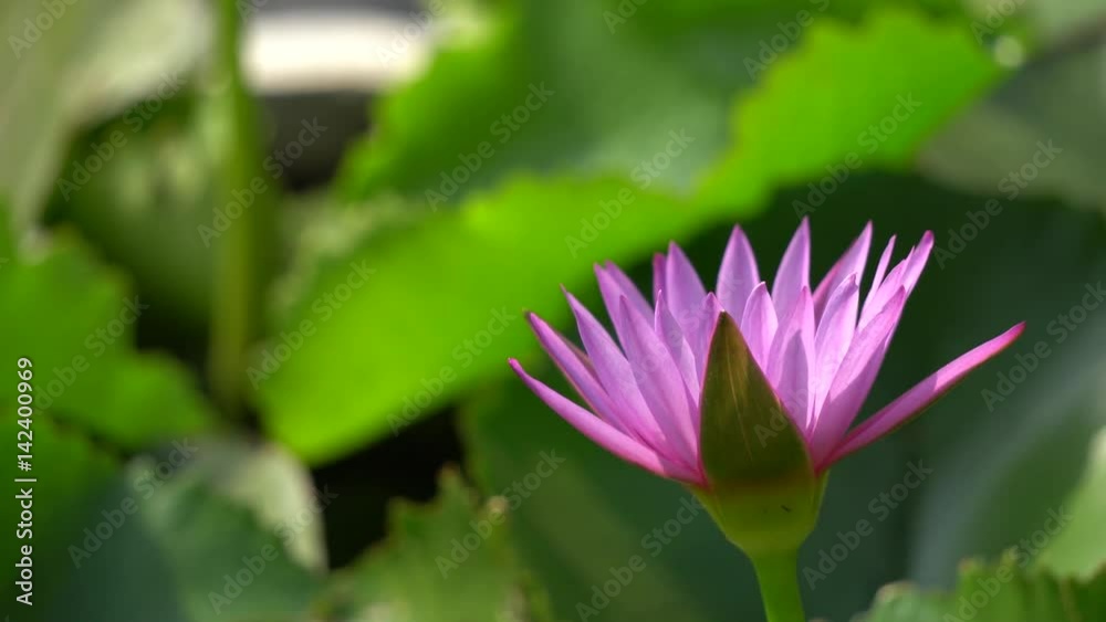 Beautiful waterlily or lotus flower with dew in sunshine Beautiful waterlily or lotus flower with dew in sunshine