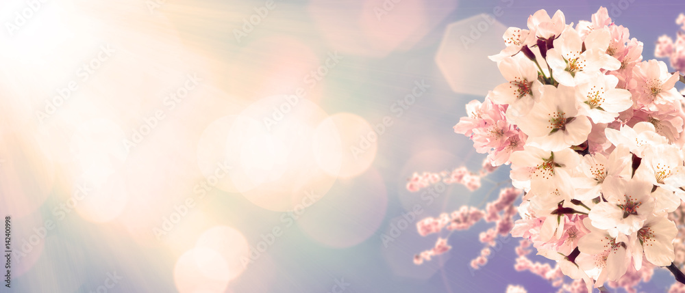Obraz Wiśniowe kwiaty na wiosnę