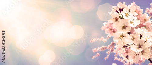 Obraz na płótnie Wiśniowe kwiaty na wiosnę