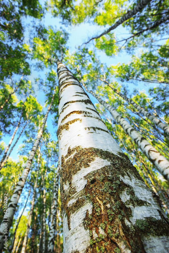 Fototapeta premium summer in sunny birch forest