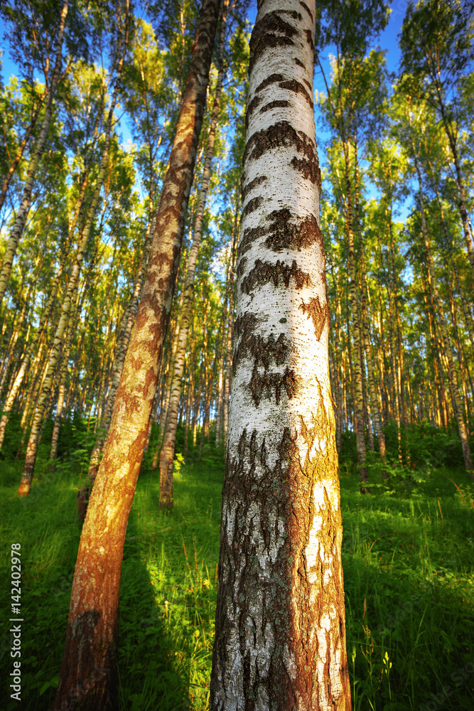 Fototapeta premium summer in sunny birch forest
