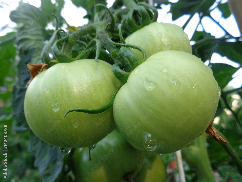 Green, unripe tomatoes, growing on a vine in a small garden.
Green, unripe tomatoes, growing on a vine in a small garden.
