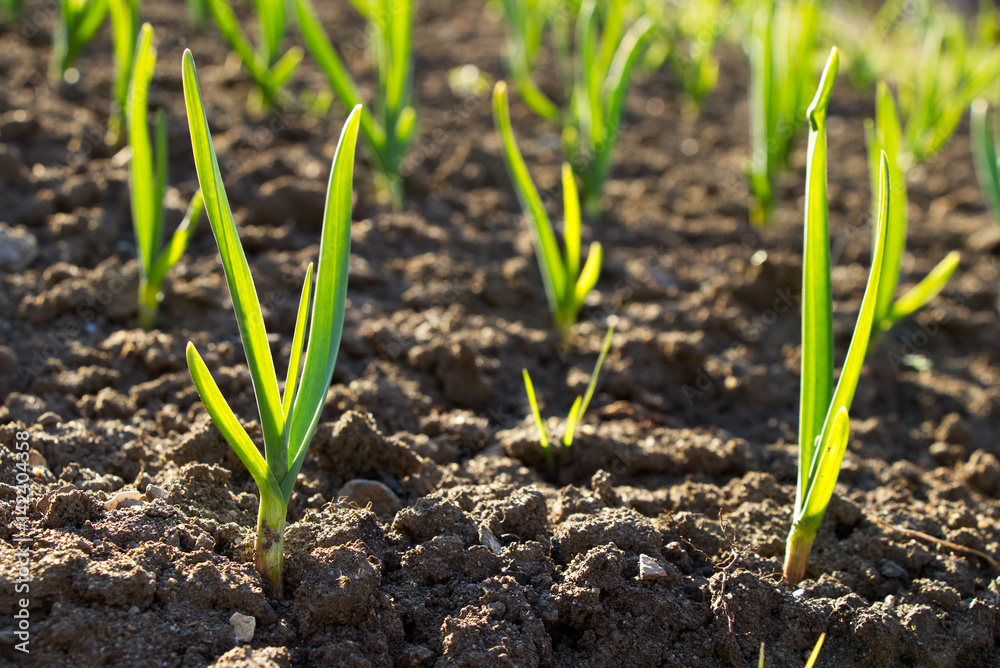 garlic plantation, young green garlic plants in a field at spring time, garlic sprouts garlic plantation, young green garlic plants in a field at spring time, garlic sprouts