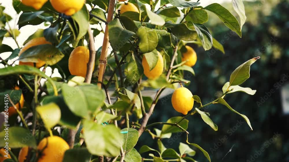 A lemon tree outside in the garden with a strong wind in the spring, 4K