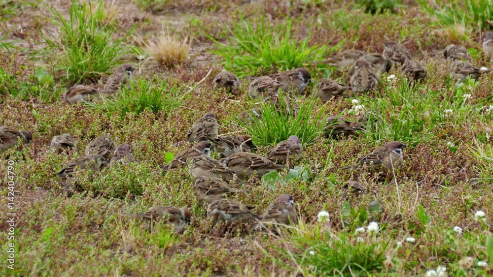 Flock of sparrows pecking food in the green grass. Flock of sparrows pecking food in the green grass.