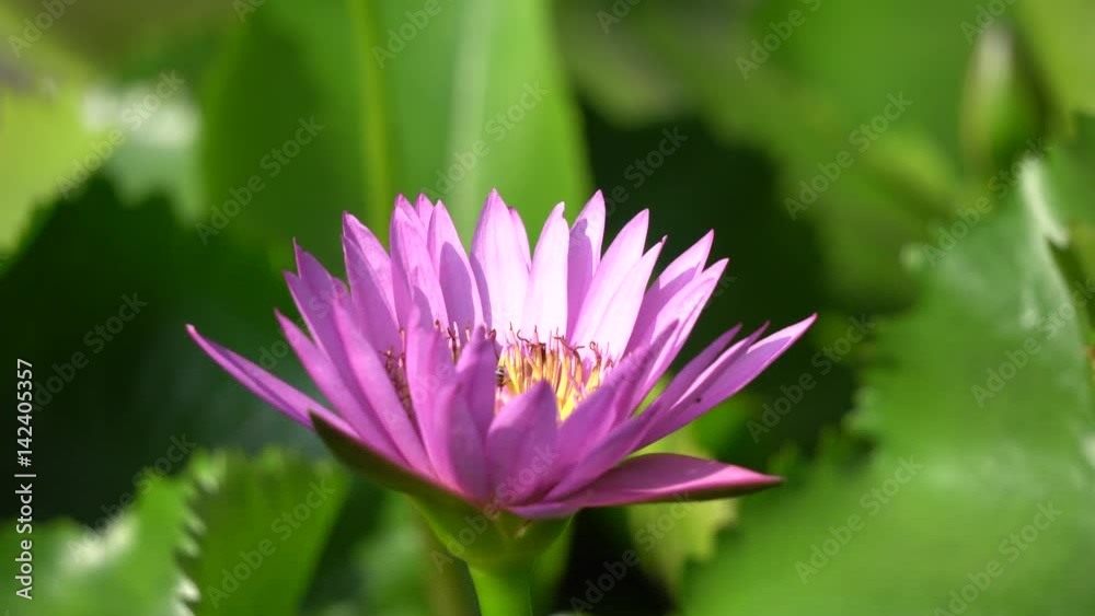 Close-up flower. A beautiful purple waterlily or lotus flower Close-up flower. A beautiful purple waterlily or lotus flower