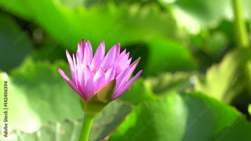 Close-up flower. A beautiful purple waterlily or lotus flower Close-up flower. A beautiful purple waterlily or lotus flower