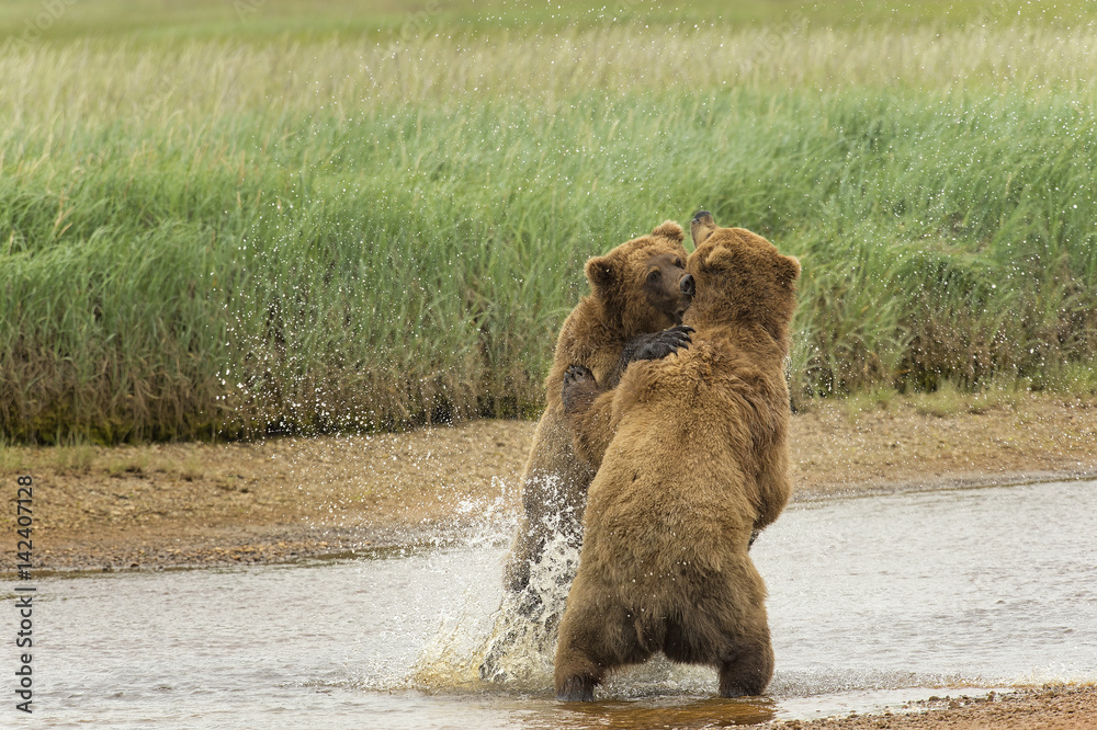 Brown bear boars sparring in Alaska StockFoto Adobe Stock