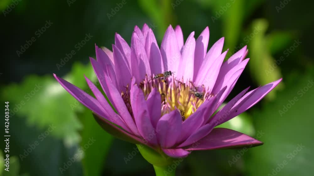 Close-up flower. A beautiful purple waterlily or lotus flower Close-up flower. A beautiful purple waterlily or lotus flower
