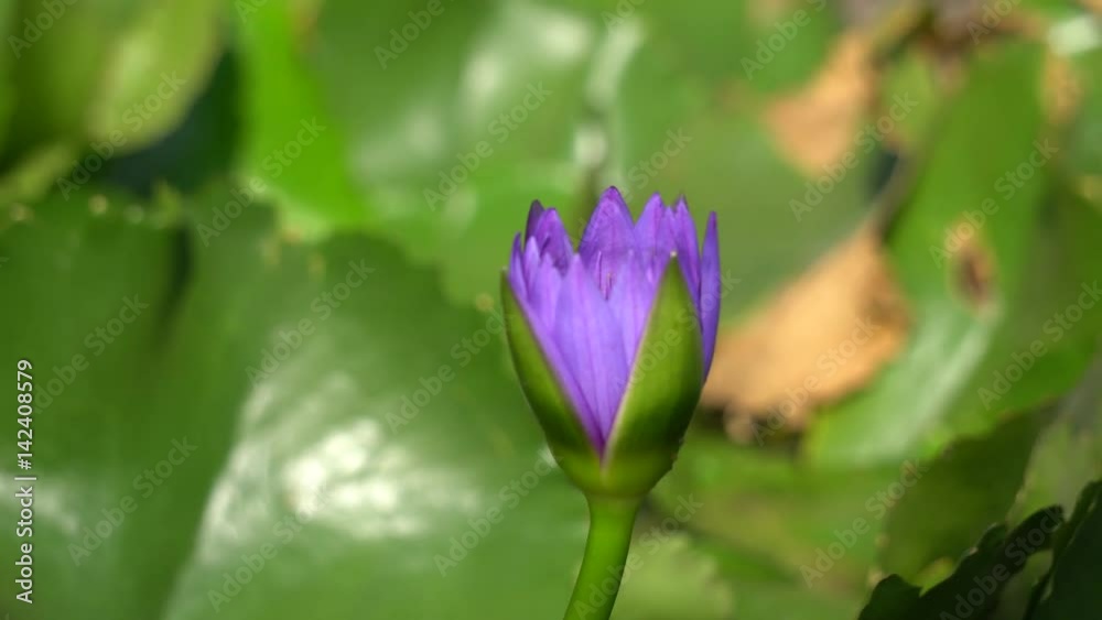 Close-up flower. A beautiful purple waterlily or lotus flower Close-up flower. A beautiful purple waterlily or lotus flower