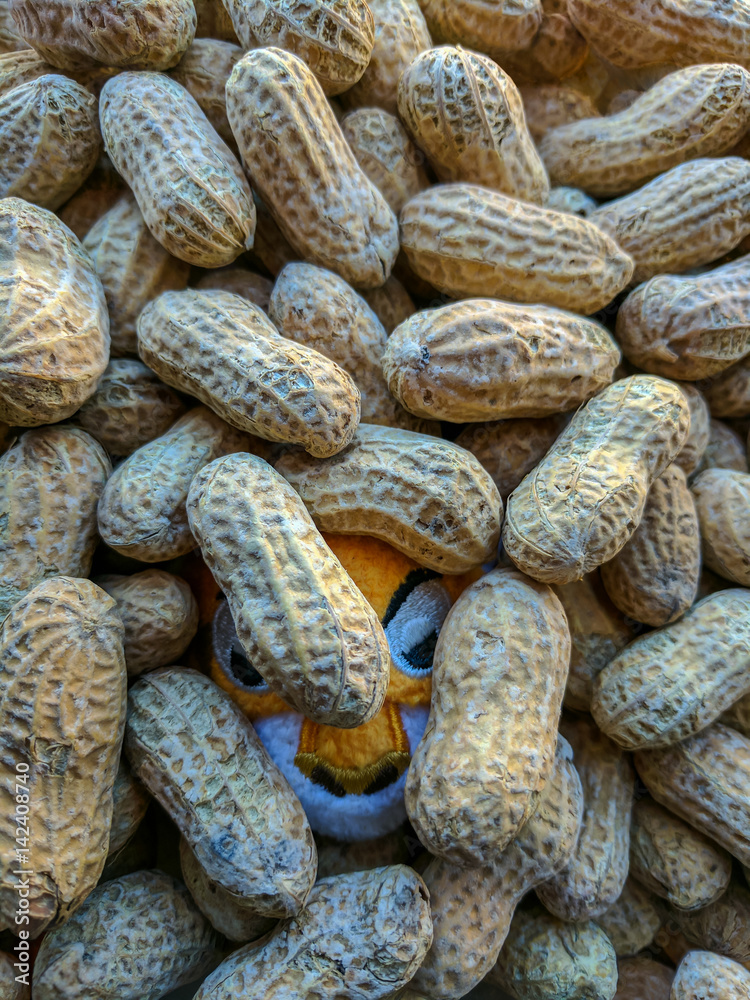 Somethings in my peanuts / A stuffed animal peaking through a pile of peanuts. Somethings in my peanuts / A stuffed animal peaking through a pile of peanuts.