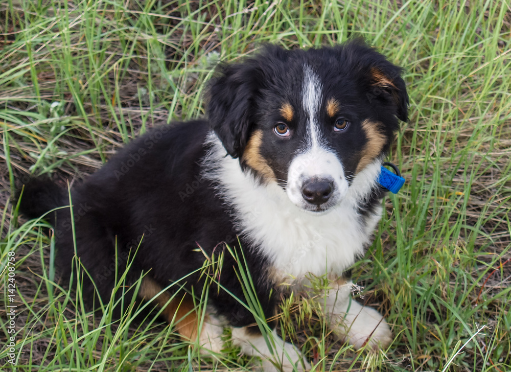 Puppy Love / A English Shepard puppy in a grassy field looking up into the camera.