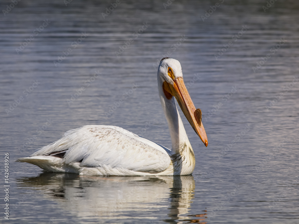 White Pelican in the Rocky Mountains / White Pelican in the Rocky Mountains on Seymour Reservoir. White Pelican in the Rocky Mountains / White Pelican in the Rocky Mountains on Seymour Reservoir.