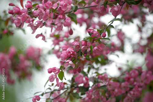 Wallpaper Mural pink flower in blue background Torontodigital.ca