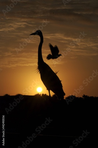 crane, egret, heron, silhouette, sunset, bird