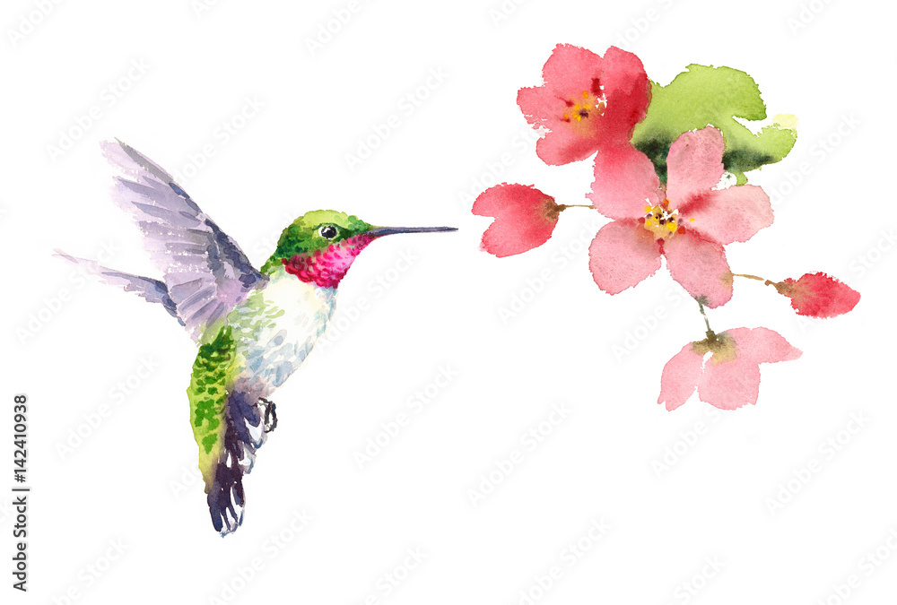 Obraz premium Watercolor Bird Hummingbird Flying Around the Cherry Blossoms Flowers Hand Drawn Summer Garden Illustration isolated on white background
