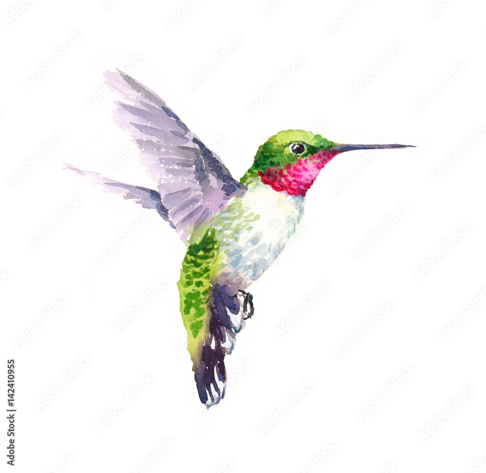 Obraz Akwarela ptak Hummingbird latający ręka Rysująca lato ogródu ilustracja odizolowywająca na białym tle
