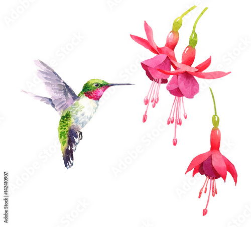 Valokuva Watercolor Bird Hummingbird Flying Around the Fuchsia Flowers Hand Drawn Summer