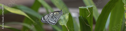 Exotischer Schmetterling, idea leuconoe