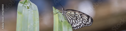 Exotischer Schmetterling, idea leuconoe © fotoman1962