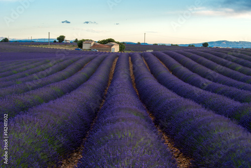 Lavender field