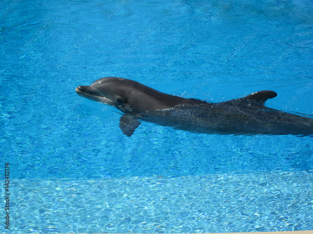 Obraz premium Beautiful Dolphin