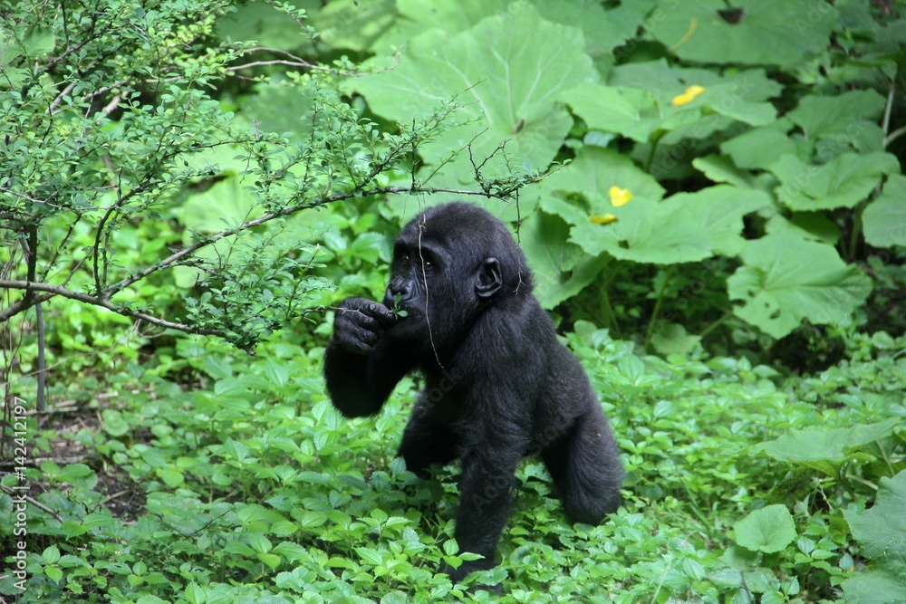 Obraz premium Baby Gorilla