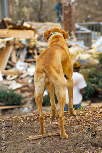 Fototapeta Naklejka Na Ścianę i Meble -  Homesless Dog Looking at Tornado Damaged Housing