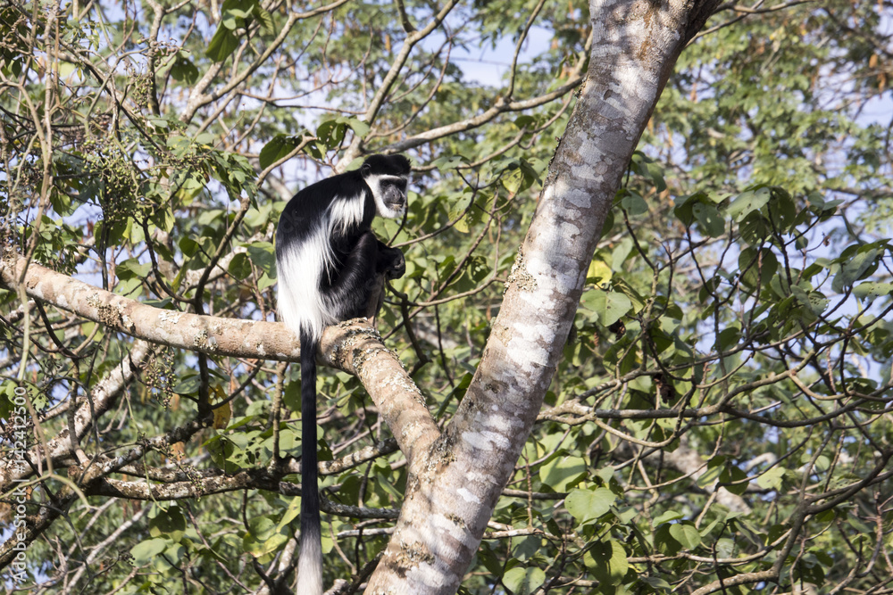 Obraz premium Black and white colobus monkey in tree