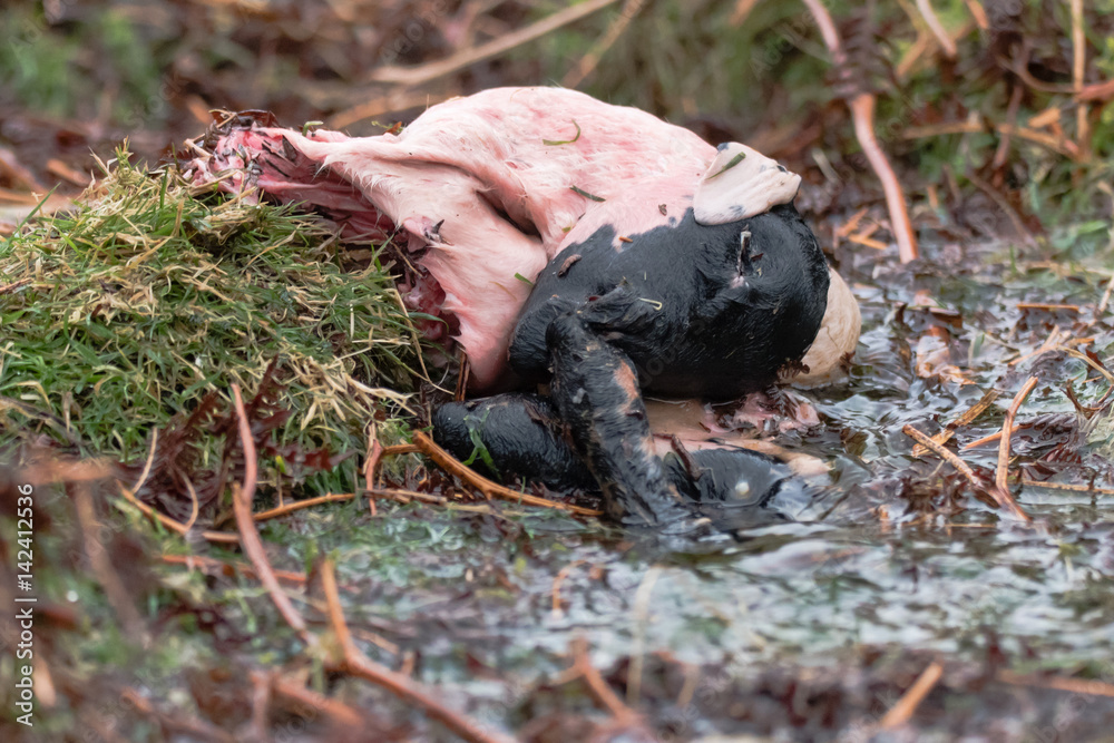 Fototapeta premium Stillborn lamb partly eaten by scavengers. Dartmoor Scotch Blackface sheep lying on moorland, with eyes and flesh eaten by crows and buzzards