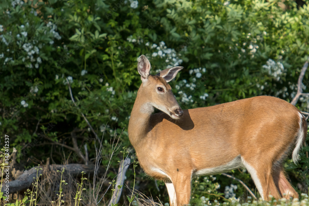 Young Deer by Trees Young Deer by Trees