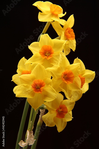 Spring daffodils isolated on plain background