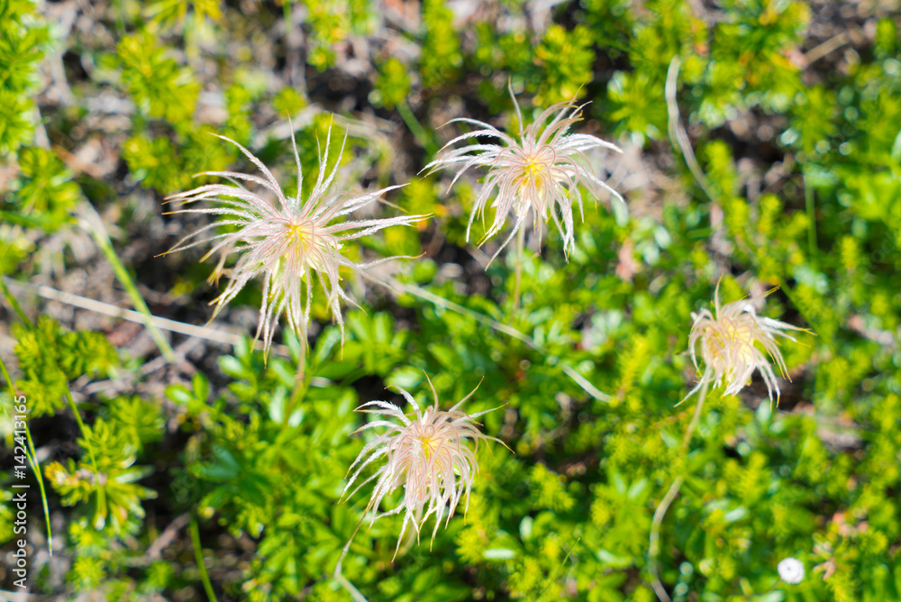 高山植物 チングルマの実 北海道 大雪山 旭岳 Stock 写真 Adobe Stock