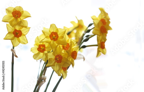 Spring daffodils isolated on plain background