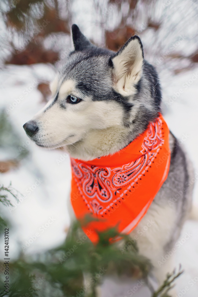 Husky with bandana deals
