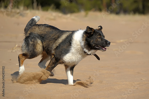 Dog on the beach photo