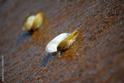 Anodonta anatina - River clam lying on wet sand photo