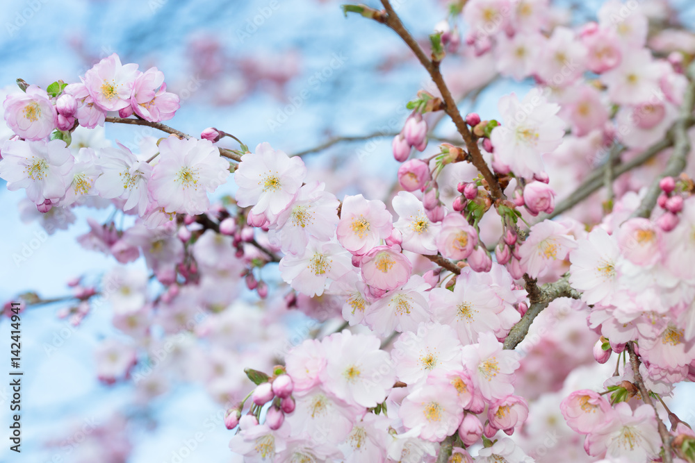 Fototapeta premium Sakura Blossoms