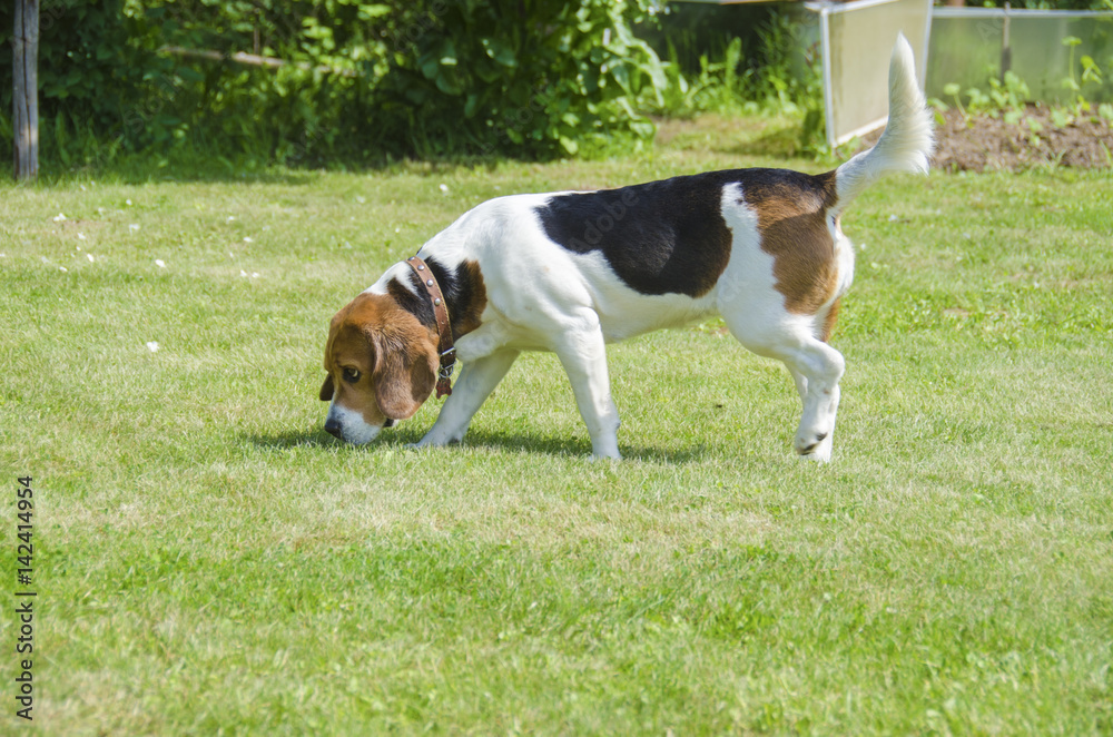English beagle - hunting bloody dogs goes on the trail English beagle - hunting bloody dogs goes on the trail