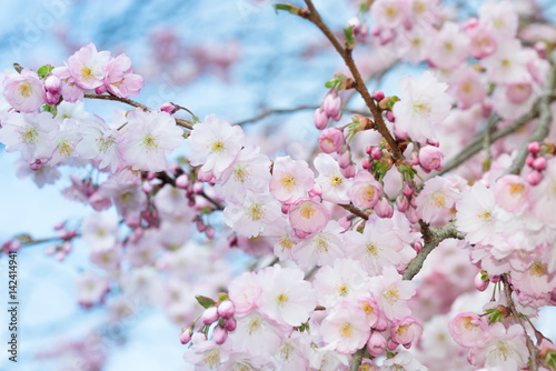 Sakura Blossoms © darknightsky