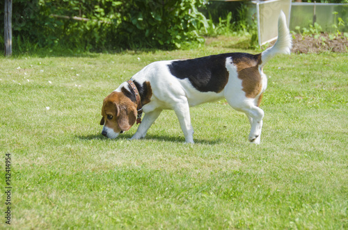English beagle - hunting bloody dogs goes on the trail