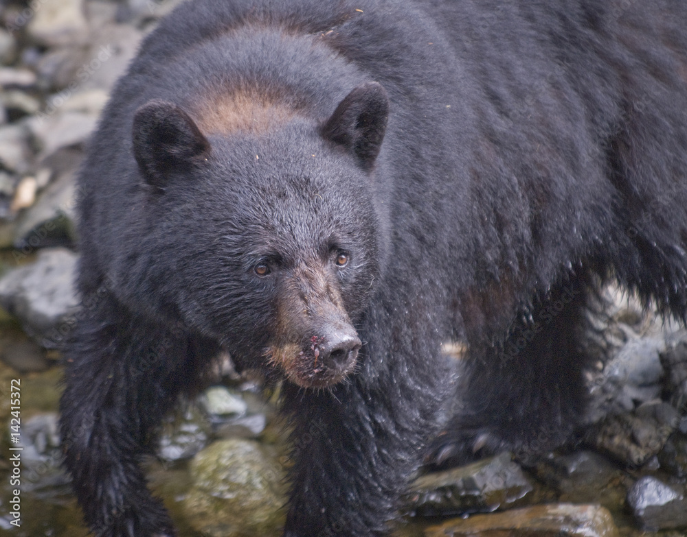 Closeup of Black Bear and Beautiful Brown Eyes, Kake, Alaska