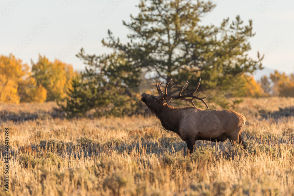 Rutting Bull Elk in Fall Rutting Bull Elk in Fall