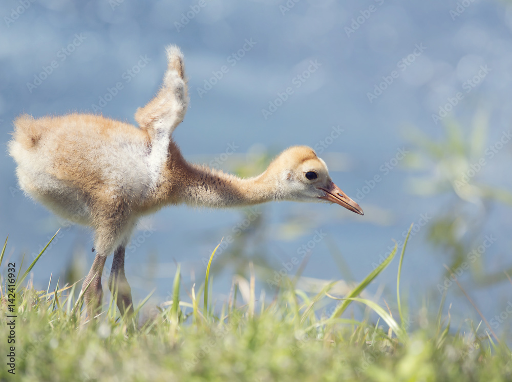 Fototapeta premium Sandhill Crane Chick